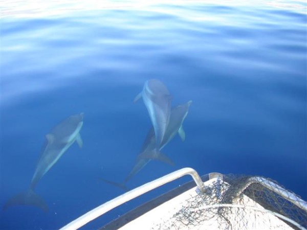 Delfini Amantea cosenza !!!
Stupendi delfini  che si sono affiancati alla barca,uno spettacolo stupendo Amantea cosenza !!!
Parole chiave: Amantea cosenza