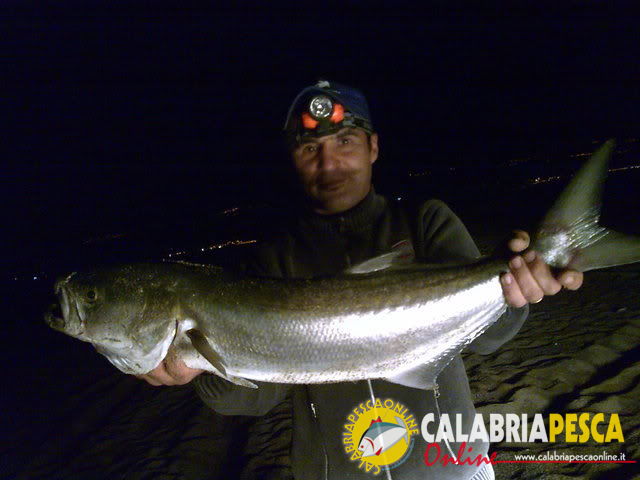 Teleferica al Pesce Serra
Teleferica al Pesce Serra, esca adoperata un gronco vivo innescato con un amo sul dorso in prossimita' della coda.
La cattura è avvenuta attorno alle 22:00, luogo la foce del fiume. 
Parole chiave: Teleferica Serra vivo