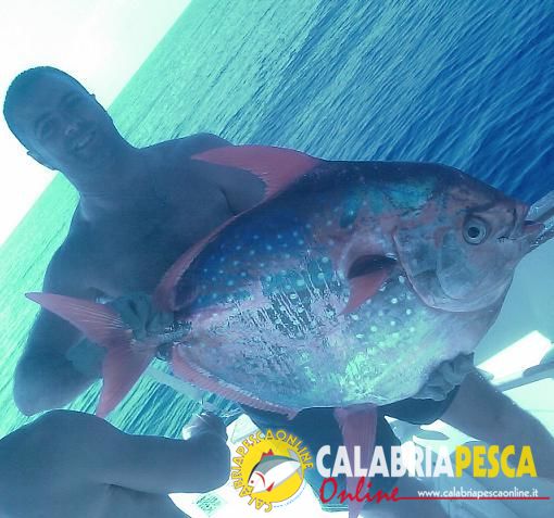 Stupendo pesce Re di circa 20Kg 
Stupendo pesce Re di circa 20Kg pescato, da Vincenzo Califano con il palamito a largo della costa di Campora, Amantea, (CS) 
Parole chiave: palamito coffa pesca barca pescere bolentino profondità