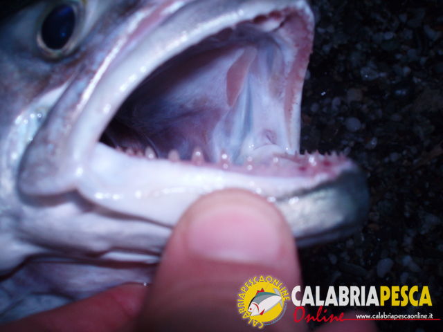 Dentatura di un pesce serra.
Dentaura pesce serra 

La tecniche di cattura e la teleferica con  vivo 

[b][url=https://www.calabriapescaonline.it/home/forum/pesce_serra/pesca_del_serra_da_riva-t95.0.html#msg187]PESCA AL PESCE SERRA DA RIVA[/url]  [/b] 

[url=https://www.calabriapescaonline.it/home/forum/index.php?topic=3146.0][b]PESCA COL VIVO TELEFERICA[/b][/url]

[url=https://www.calabriapescaonline.it/home/forum/index.php?topic=3296.from1181032536;topicseen#msg7319]TELEFERICA PESCA CON IL VIVO E CON IL MORTO[/url][/b]

[b][url=https://www.calabriapescaonline.it/home/forum/attrezzature_prove_e_consigli/cavetto_dacciao_termosaldante-t3206.0.html;msg6954#msg6954]
COSTRUZIONE TERMINALE TELEFERICA[/url][/b]

[b][url=https://www.calabriapescaonline.it/home/forum/pesci_e_tecniche_di_pesca/unalternativa_alla_telefericala_pesca_col_palloncino-t3513.0.html#msg8195]
ALTERNATIVA ALLA TELEFERICA LA PESCA COL PALLONCINO[/url][/b]

[b][url=https://www.calabriapescaonline.it/home/forum/pesci_e_tecniche_di_pesca/pesca_col_vivo-t3222.0.html]PESCA COL VIVO[/url][/b]
Parole chiave: PESCA SERRA TELEFERICA PESCA VIVO PESCARECALABRIA CALABRIAPESCA PESCARE PESCA CALABRIA LAMEZIA TERME