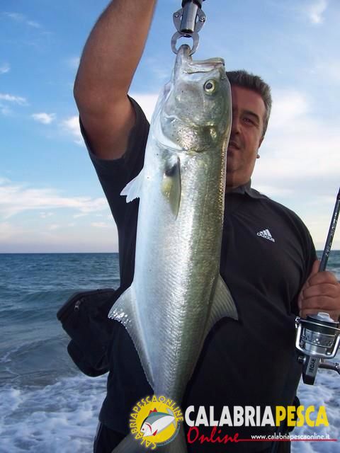  Spinning pesce serra catture di Globulo UNO foto by Giovanni Paonessa
Spinning pesce serra catture di Globulo UNO foto by Giovanni Paonessa
Parole chiave: Spinning pesce serra