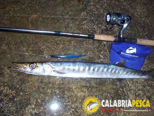 Barracuda a spinning