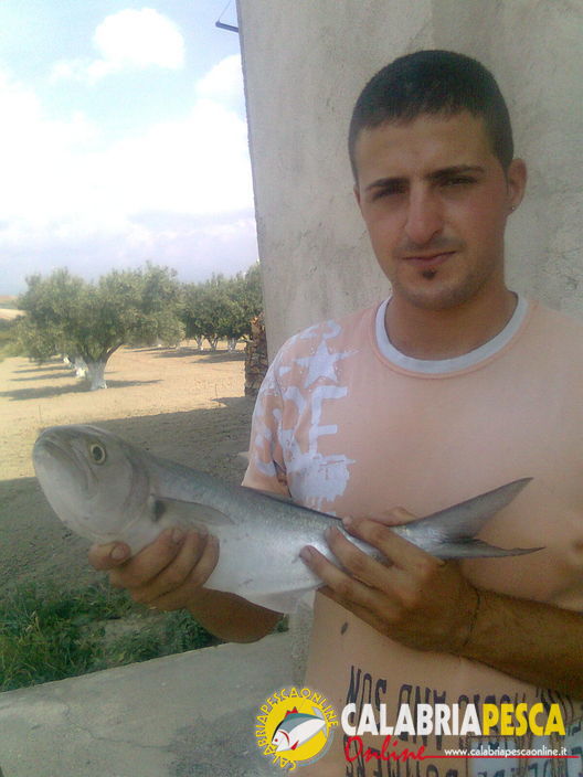 Teleferica Pesce Serra Il primo famelico...
Teleferica Pesce Serra - Quando meno te l'aspetti eccolo quà ...e per poco trascinava la canna in acqua...un piccolo treno da 1.160kg!!!
Parole chiave: Teleferica vivo Serra Aguglia