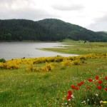 PESCA IN SILA –  IL LAGO AMPOLLINO