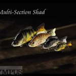 Multi section shad