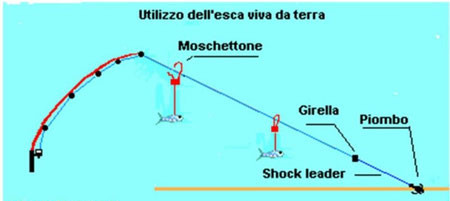 teleferica pesce serra montatura con esca viva