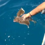 Catch & Release  Pesce Civetta