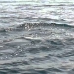 Delfini – Golfo di Lamezia Terme (CZ)
