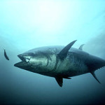 Allarme per il tonno rosso
