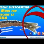 SurfCasting – 10 Modi per Innescare la Sarda