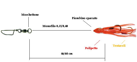 terminale lampuga polipetto