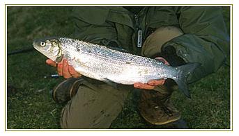 pesca in sila lago cecita pescare in calabria