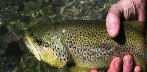 pesca trota fario pescare calabria