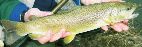 ibrido trota marmorata pesca pescare calabria