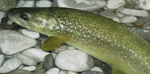 pesca pescare trota marmorata calabria