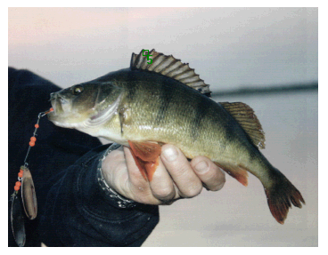 pesca in sila persico reale